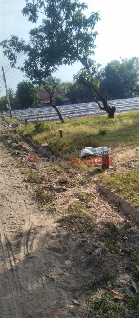 PRIMARY LAND - Quick Sale 3 Adjacent Lots In Sa Nghe An Co Commune, Chau Thanh District - Tay Ninh _0
