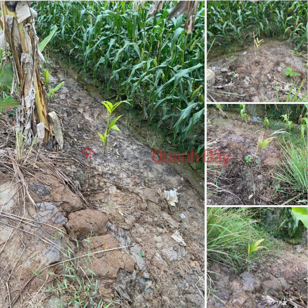 Property Search Vietnam | OneDay | Residential, Sales Listings Land for Sale by Owner: 2,011m2 along Provincial Road 944, Cho Moi, An Thanh Trung Commune, An Giang Province