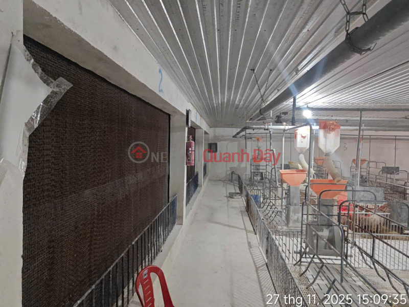TTrại Heo 4.800 nái, cho thuê 2 Tỷ/Tháng, Việt Nam Bán, đ 154 tỷ