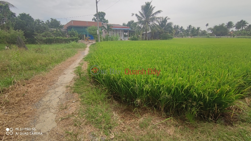 ₫ 6.5 Billion, Urgent sale of Tan Tru rice land plot near Highway 50B for 6.5 billion