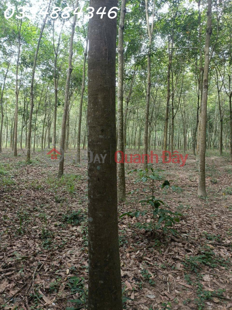 Land for sale, 19,500m2, price 19.5 billion VND, located in Binh My Commune, Bac Tan Uyen District, Binh Duong Province. _0