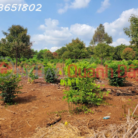 Nhà có công việc gấp cần bán lô đất trồng cây lâu năm - diện tích hơn 19.593m2 _0