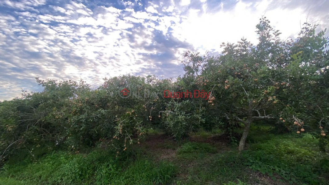 đ 2,1 tỷ | ĐẦU TƯ SINH LỜI – CHÍNH CHỦ CẦN BÁN ĐẤT Tại Xã Trường Đông, thị xã Hòa Thành, tỉnh Tây Ninh