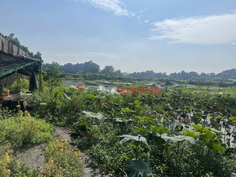 14 billion discount! Land with frontage of 8m, 5870m2, expanding at the back - Dong Thanh 2, Hoc Mon District | Vietnam, Sales, đ 35 Billion