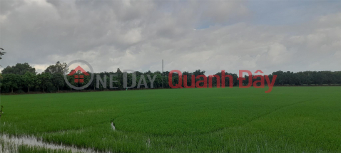 OWNER FAST SELLING BEAUTIFUL LOT OF LAND - GOOD PRICE IN O Long VY Commune, Chau Phu District, An Giang _0