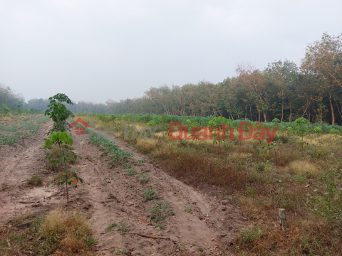 LAND FOR SALE IN TAN TIEN COMMUNE, DONG PHU DISTRICT - LOCATED NEAR INDUSTRIAL PARK _0