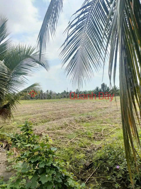 GREAT INVESTMENT OPPORTUNITY AT A GREAT PRICE - OWNER NEEDS TO SELL QUICKLY A PLOT OF LAND IN TAN THANH HAMLET, THU THUA COMMUNE, TAY NINH PROVINCE. _0