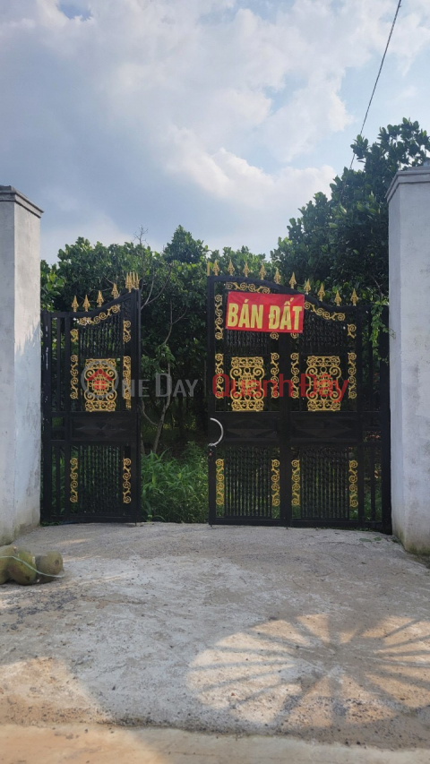 LONG KHANH JACKFRUIT GARDEN FOR SALE _ NORTHEAST FACING _0