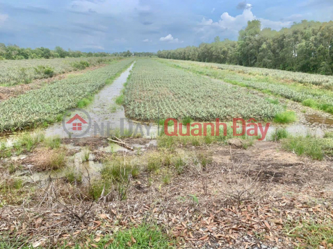 Need to sell a beautiful plot of land nearly 18 hectares, in Thanh Hoa Commune, Tan Phuoc, Tien Giang _0