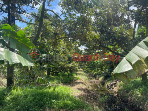 CHÍNH CHỦ BÁN 3.400m² ĐẤT TRỒNG SẦU RIÊNG RI6 – VƯỜN ĐANG THU HOẠCH - xã Bình Phú, Đồng Tháp _0