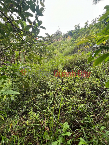 CHEAP LAND - Owner Needs to Sell Land LOT IN Son Lam commune, Khanh Son district, Khanh Hoa province, Vietnam, Sales, đ 1.5 Billion