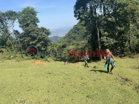 PRIMARY LAND - For Sale Land Lot 18.5 hectares of production forest in Cam Lien Commune - Cam Thuy District - Thanh Hoa Province _0