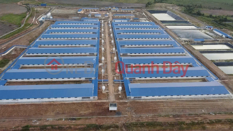 Bán Trang trại heo 26 Ha -Chư Prông, Gia Lai. Quy mô 18.000 heo thịt, Đang cho thuê 1.1 tỷ/tháng _0