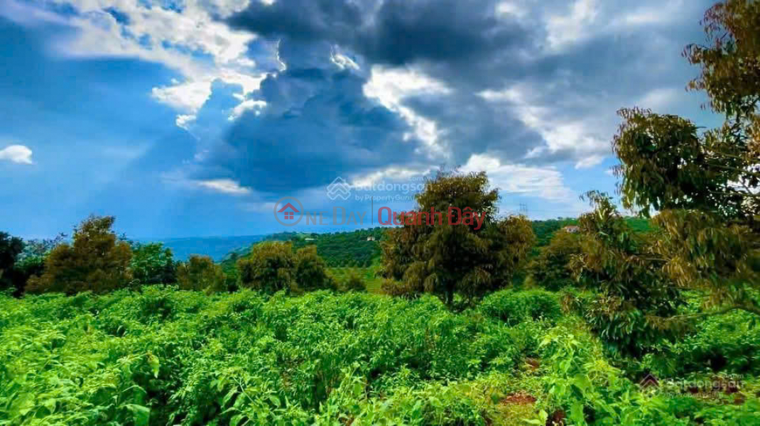 đ 1.45 Billion | Good feng shui land, cloud hunting view, available agricultural products: coffee, 9T durian, near Lien Khuong international airport