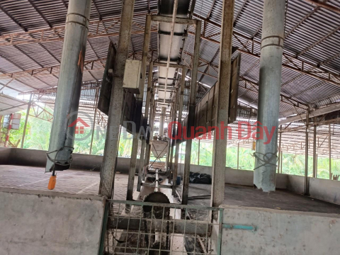 NEED FOR RENTAL OR TRANSFER Large Capacity Rice Dryer 250 Tons\/24h At Giong Rieng _0