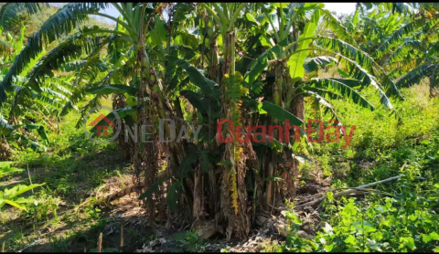 ĐẤT ĐẸP – GIÁ ĐẦU TƯ - CẦN BÁN LÔ ĐẤT TẠI Xã lơ pang, huyện Mang Yang, tỉnh Gia Lai _0