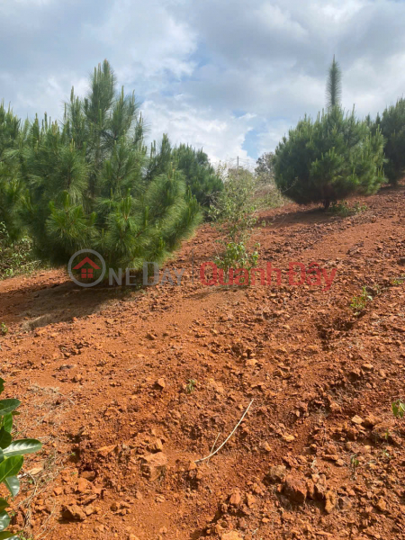 Property Search Vietnam | OneDay | Residential, Sales Listings | Owner Sells 500m2 of Land at Ly Thuong Kiet, Loc Phat Ward, Bao Loc City, Lam Dong Province (now Ward 1)