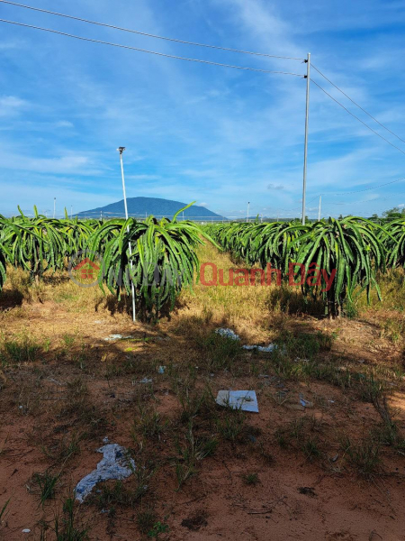 FOR SALE 1 acre of land to grow dragon fruit in Ham Thuan Nam - Extremely cheap price, Vietnam, Sales đ 6 Billion