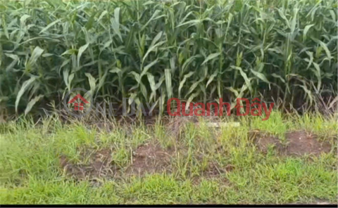 PRIME LAND – GREAT PRICE - Land for Sale by Owner in Lang Minh Commune, Xuan Loc District, Dong Nai Province _0