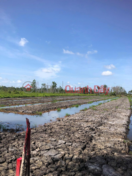 OWNER Needs to Quickly Sell CLN Land Lot in Tan Thanh Tay - Cu Chi - HCM Vietnam Sales, đ 3.5 Billion