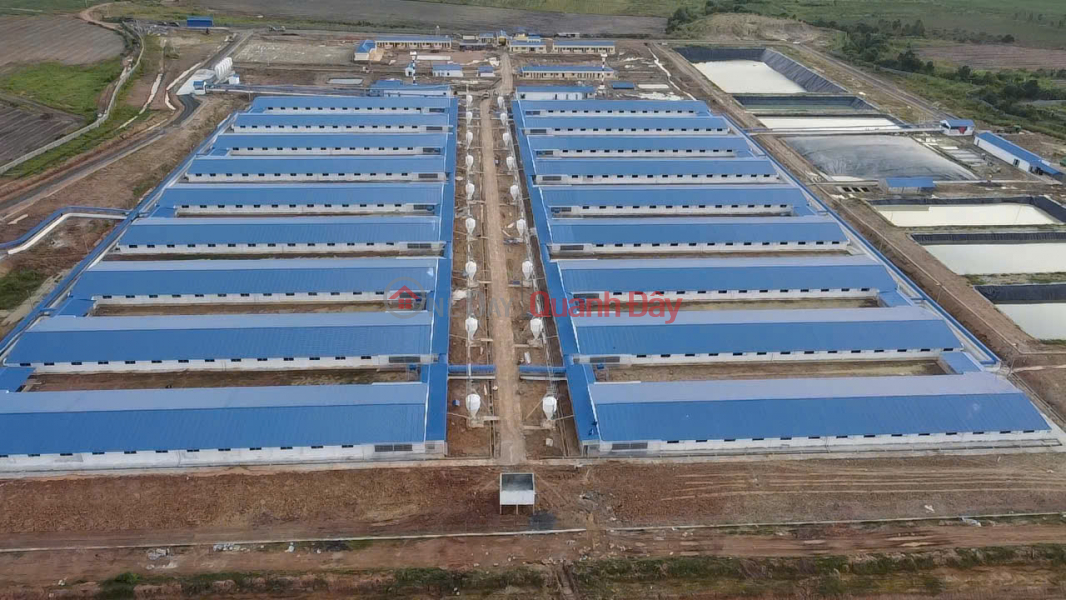 Bán Trang trại heo 26 Ha -Chư Prông, Gia Lai. Quy mô 18.000 heo thịt, Đang cho thuê 1.1 tỷ/tháng Niêm yết bán