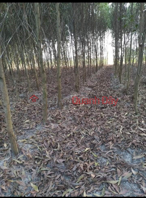 BEAUTIFUL LAND - PROFITABLE INVESTMENT - Owner Needs to Sell Land Lot in Xuan Tam Commune, Xuan Loc, Dong Nai Quickly _0