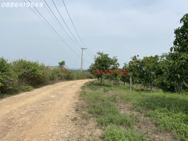 Super product of land just a few steps from National Highway 1A, the land is square like a Tet cake Sales Listings