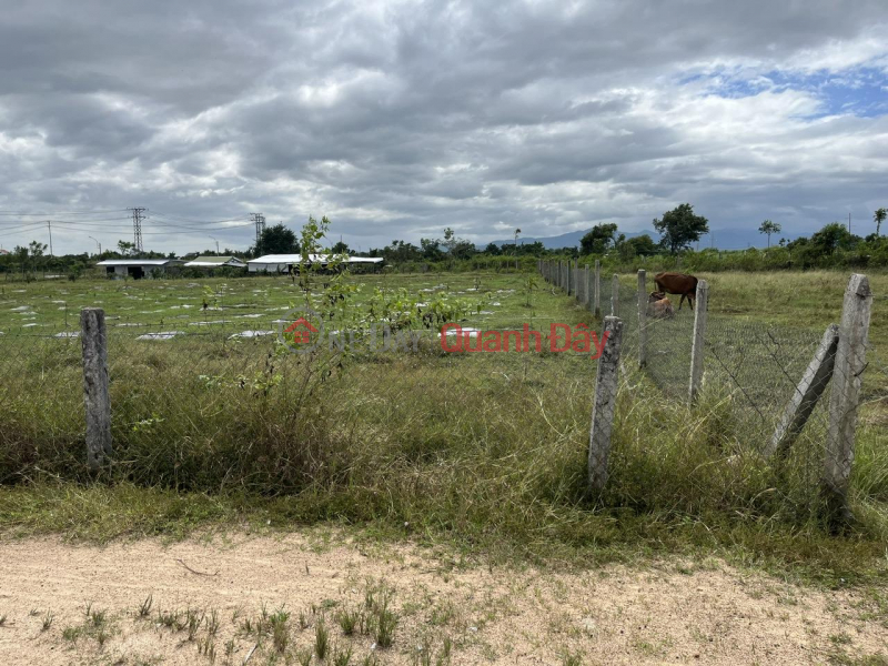 OWNER NEEDS TO SELL Land Plot URGENTLY Beautiful Location in Quang Son, Ninh Son, Ninh Thuan Sales Listings