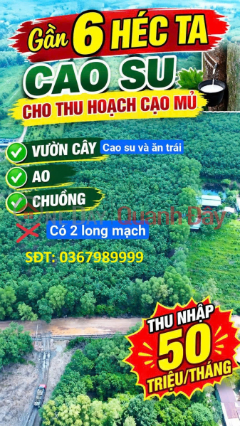 PRIME LAND – GOOD PRICE – FOR SALE 52,918 M² Long Nguyen Hamlet, Long Nguyen Commune, Bau Bang District, Binh Duong Province Sales Listings