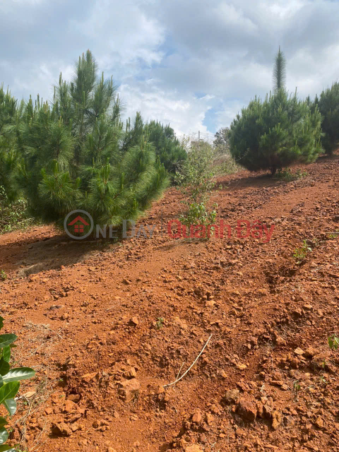 Chính Chủ Bán 500m2 Đất Tại Lý Thường Kiệt, Phường Lộc Phát, TP. Bảo Lộc, Tỉnh Lâm Đồng (nay thuộc P1) _0