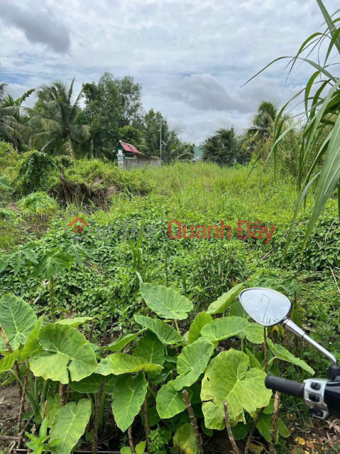 PRIME LAND - GREAT PRICE - URGENT SALE OF A PLOT OF LAND WITH HIGH POTENTIAL IN PHU KHUONG WARD, BEN TRE CITY (near CFE 999 alley) _0