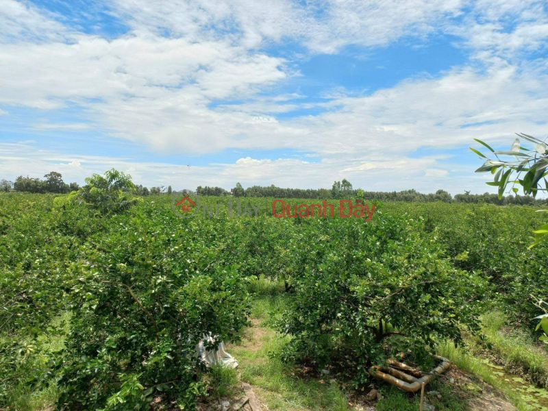 BEAUTIFUL LAND - GOOD PRICE - Need to Sell Land Lot Quickly In Thu Thua District, Long An Sales Listings