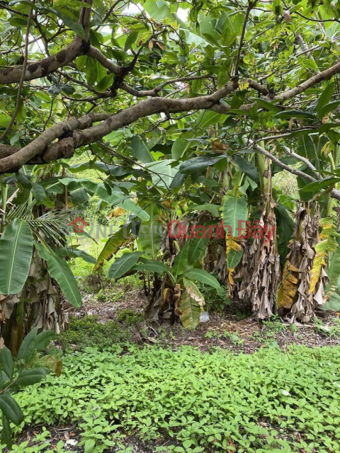 ĐẦU TƯ LÀ SINH LỜI - Đất Chính Chủ Khu vực 3, Phường Hiệp Thành, TP Ngã Bảy, Hậu Giang _0