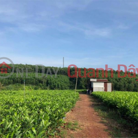 LONG TERM LONG TERM LOT OF Land For Rent By Owner In Hamlet 1, Tri An Commune, Vinh Cuu - Dong Nai _0