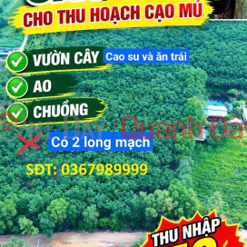 PRIME LAND – GOOD PRICE – FOR SALE 52,918 M² Long Nguyen Hamlet, Long Nguyen Commune, Bau Bang District, Binh Duong Province _0