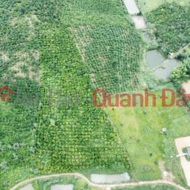 BEAUTIFUL LAND - GOOD PRICE - Land Lot For Sale Prime Location In Di Linh District, Lam Dong _0