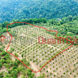 BEAUTIFUL LAND - OWNER SELLS LAND At Buon B.salousieum, Tien Hoang Commune, Cat Tien, Lam Dong _0