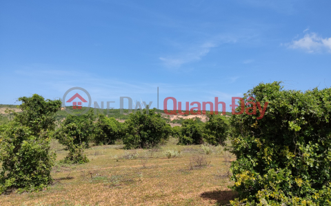 3,756m2 of cashew growing land, 1.5km from town and National Highway 1A _0