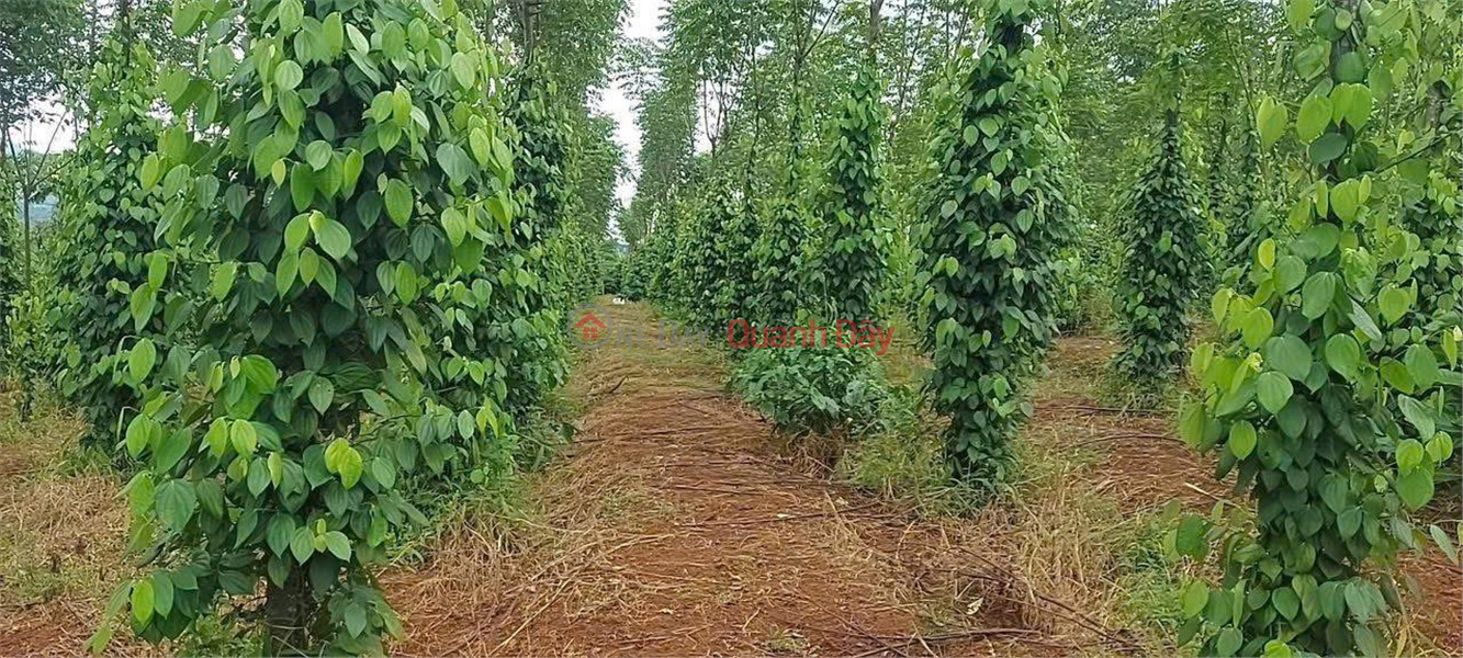 HOT HOT – CẦN BÁN 2,7HA ĐẤT 2 MẶT TIỀN, X. Đak Djăng, H. Mang Yang, T. Gia Lai Niêm yết bán