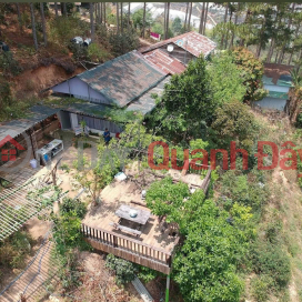 AGRICULTURAL LAND FOR LEASE WITH PINE FOREST VIEW – CAM LY WARD (WARD 5),DA LAT _0