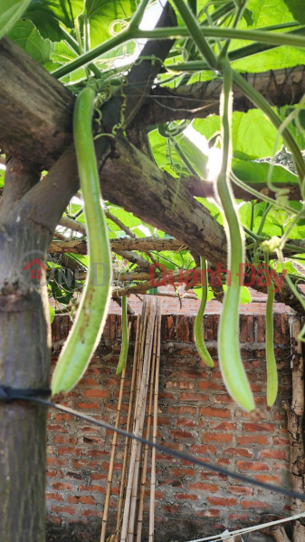 LAND OWNED BY THE OWNER - GOOD PRICE - Garden Land for Sale in Soc Son - LARGE AREA - NEAR MAIN ROAD | Vietnam | Sales | đ 11.7 Billion