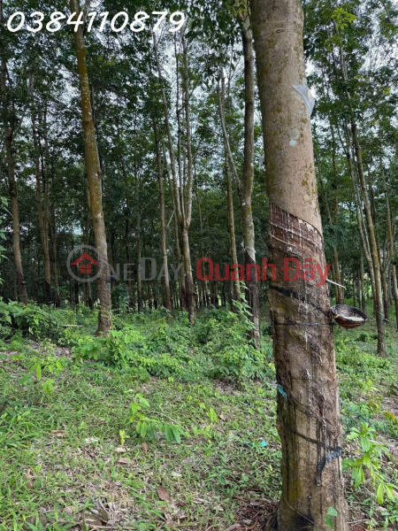 BEAUTIFUL LAND IN TAN LOI – DONG PHU, 2 HA OF RUBBER – ONLY 3 BILLION | Vietnam, Sales | đ 3 Billion