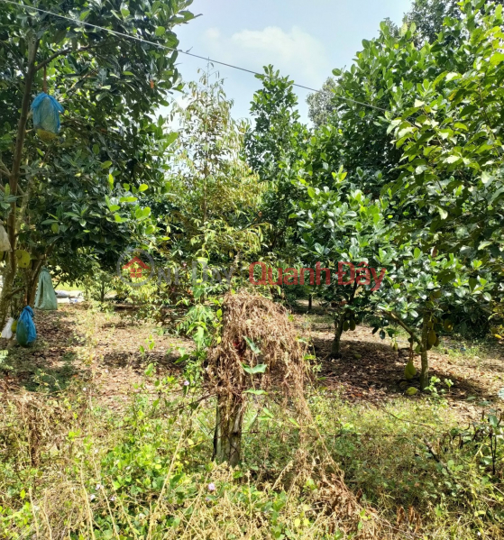 Cut a loss of 200 million to sell the durian garden being harvested in Chon Thanh | Vietnam Sales, đ 490 Million