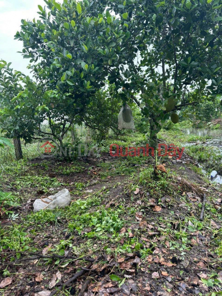 BEAUTIFUL LAND - GOOD PRICE - Owner For Sale 2 Adjacent Plots In Binh Thanh, Phung Hiep, Hau Giang Vietnam | Sales, đ 1.4 Billion