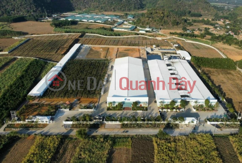 Beautiful Land - Good Price - Owner Needs to Sell Land Lot in Beautiful Location in Thach Quang Thach Thanh Commune - Thanh Hoa. _0