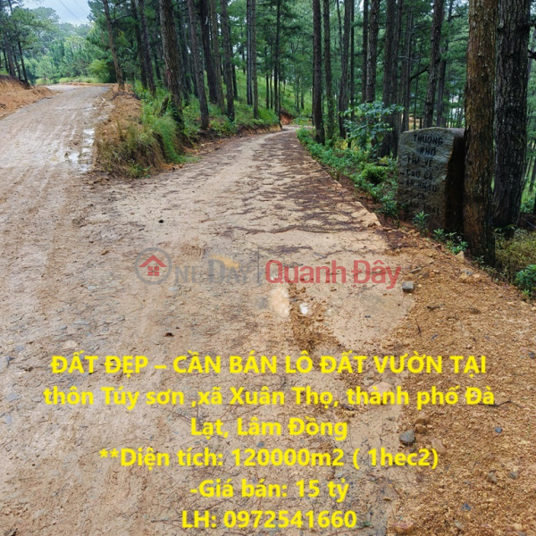 BEAUTIFUL LAND - GARDEN LOT FOR SALE IN Tuy Son village, Xuan Tho commune, Da Lat city, Lam Dong Sales Listings