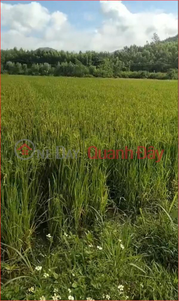 BEAUTIFUL LAND - GOOD PRICE - 3 Lots of Land for Sale Prime Location In Tay Giang Commune, Tay Son District, Binh Dinh | Vietnam, Sales, đ 80 Million