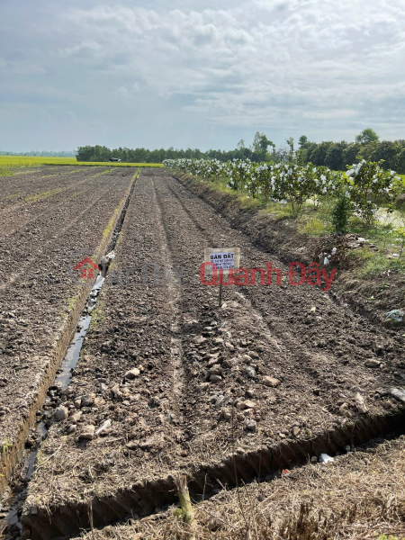 Property Search Vietnam | OneDay | Residential | Sales Listings | Owner Sells 534m2 of Land in Hoa Binh Commune, Cho Moi District, An Giang Province. Full Legal Documents