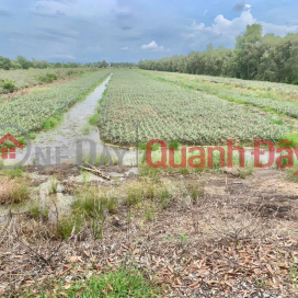 Need to sell a beautiful plot of land nearly 18 hectares, in Thanh Hoa Commune, Tan Phuoc, Tien Giang _0