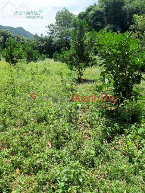 Selling land in Chuong Loc and Chuong Duong for warehouse. _0